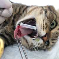 Dil Damak Diyafram Yırtığı Operasyonu 5