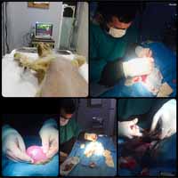 Gastrik Dilatasyon Operasyonu 4