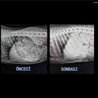 Gastrik Dilatasyon Operasyonu 5