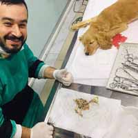 Gastrik Dilatasyon Operasyonu 7