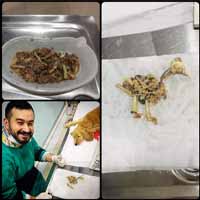 Gastrik Dilatasyon Operasyonu 8