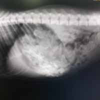 Gastrik Dilatasyon Operasyonu 1