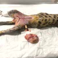 Meme Tümörü Operasyonu 4