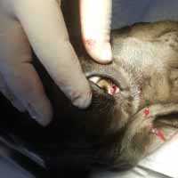 Meme Tümörü Operasyonu 9