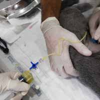 Torakosentez Operasyonu 2