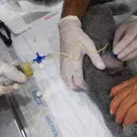 Torakosentez Operasyonu 3