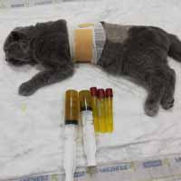 Torakosentez Operasyonu 4