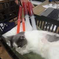 Torakosentez Operasyonu 7