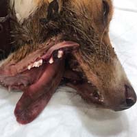 Çene Kırığı Ameliyatı 3