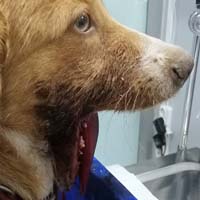 Çene Kırığı Ameliyatı 6