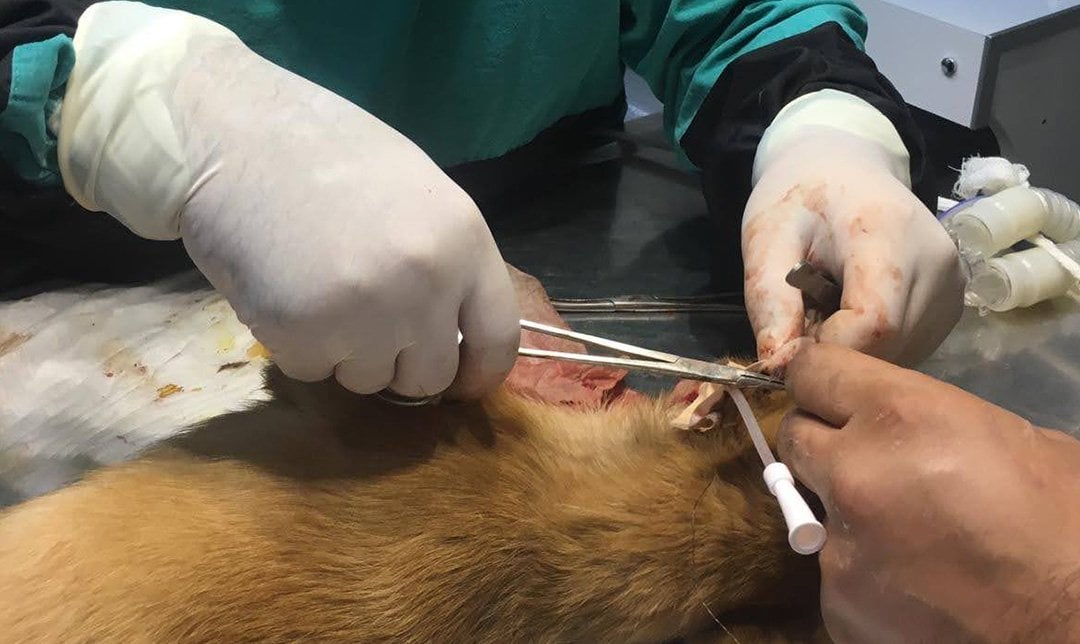 Çene Kırığı Ameliyatı 7