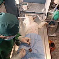 Yalıkavak veteriner kısırlaştırma ameliyatı detay